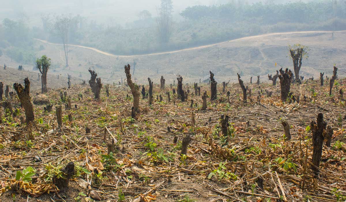 Brasil rompe récord en deforestación