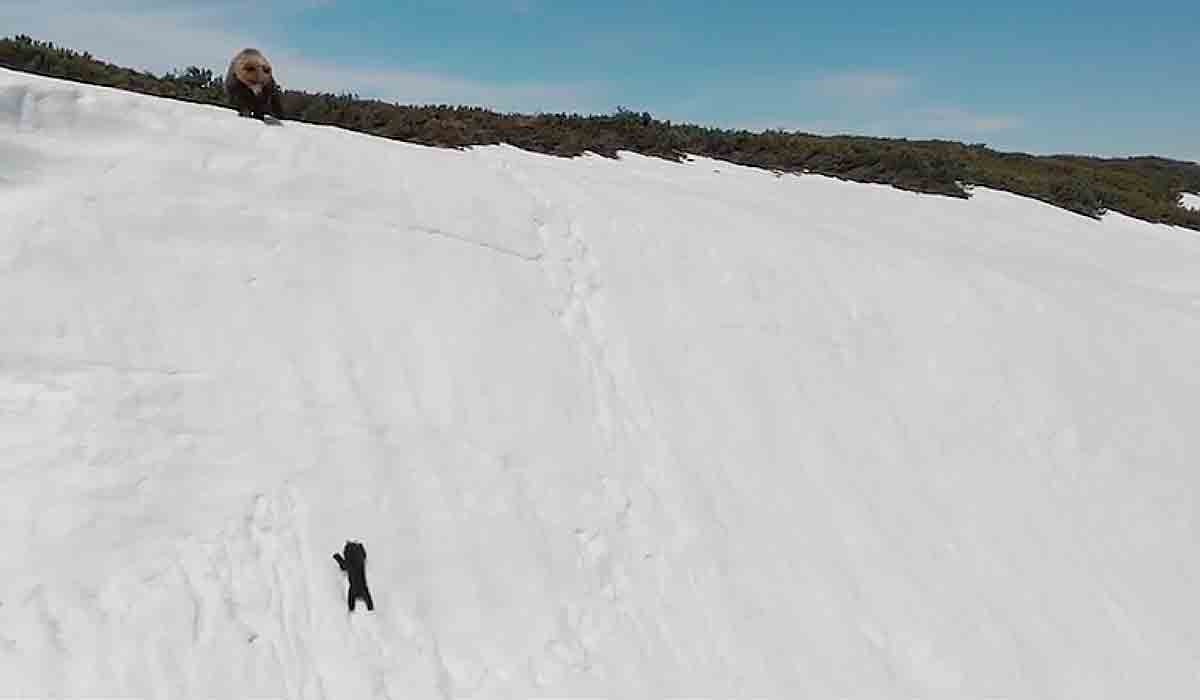 Un osezno tuvo que escalar varios metros para huir de un dron