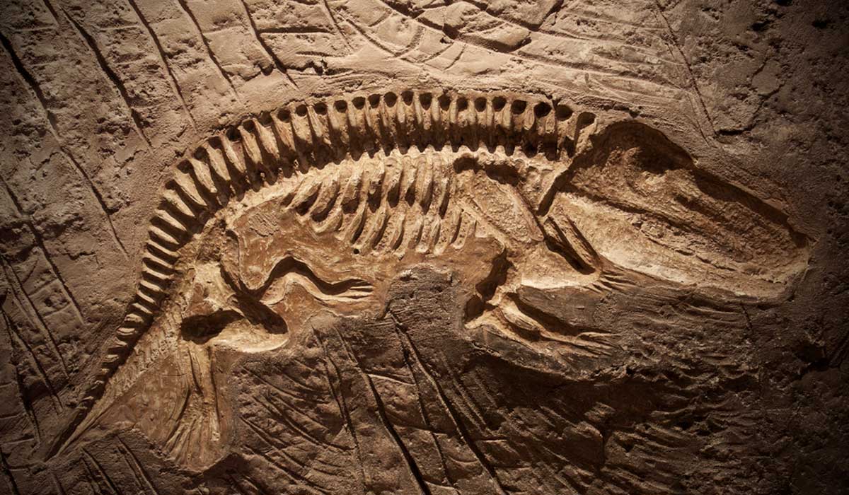 Descubren un fósil que obliga a reescribir la historia de la evolución
