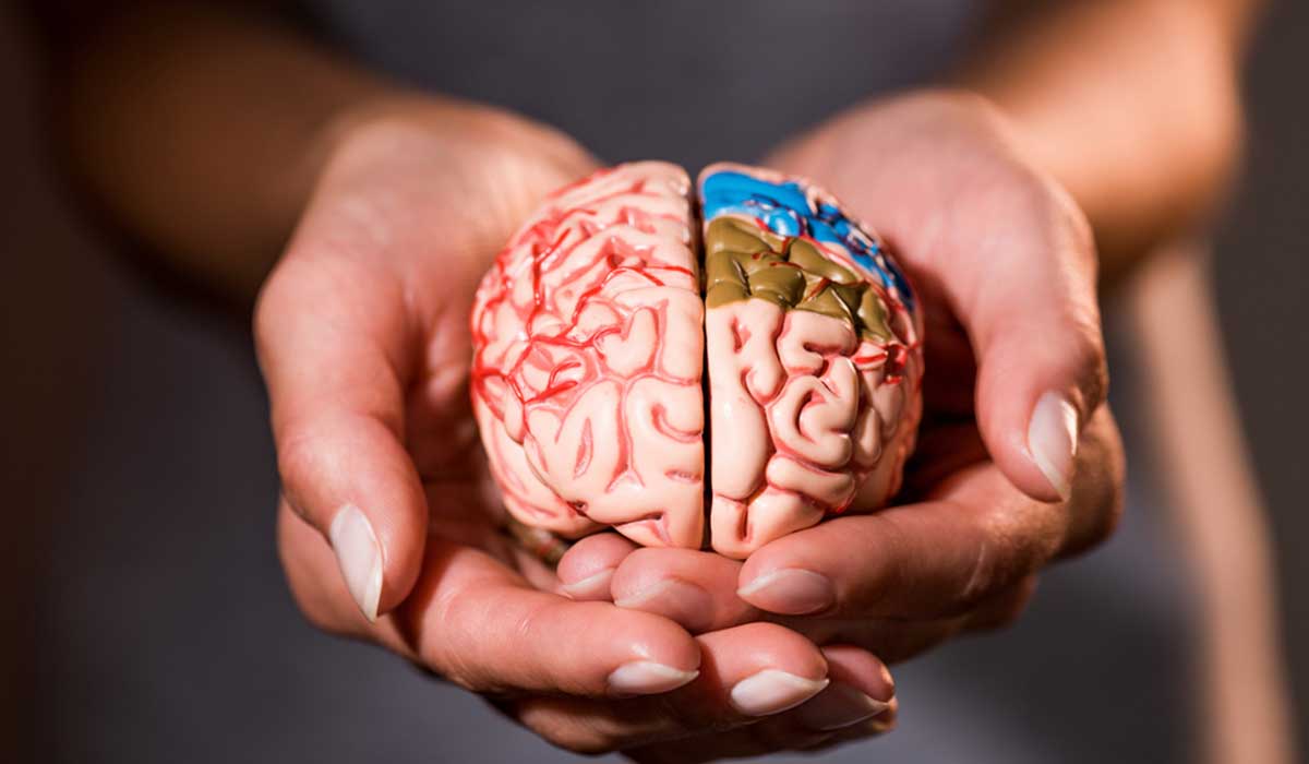 ¿Sabías que el cerebro se encoge por culpa de estos factores?