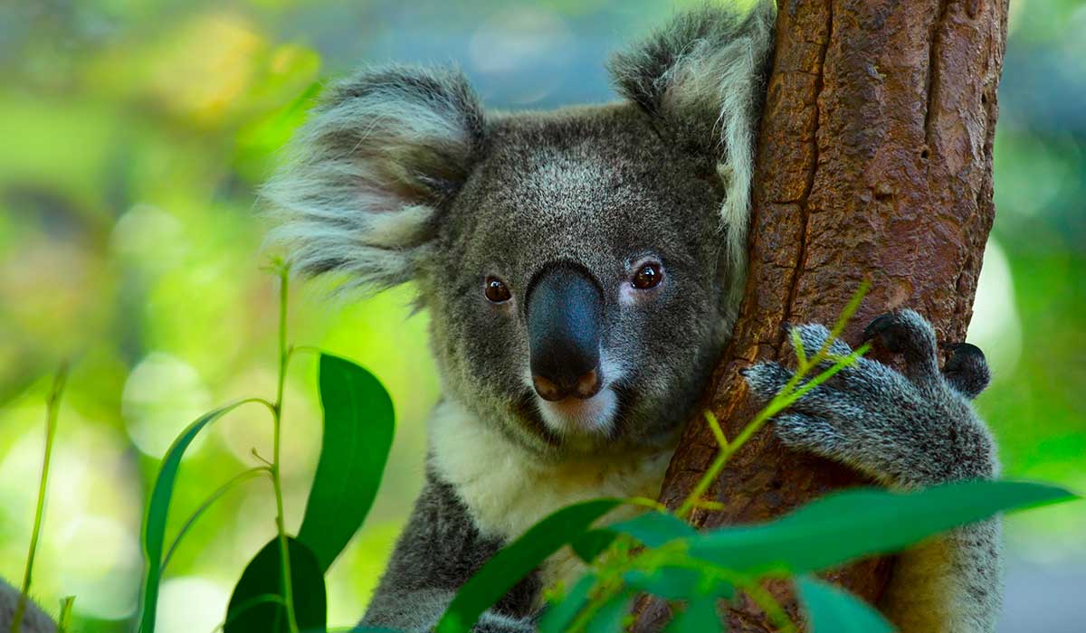Han declarado funcionalmente extinto al koala