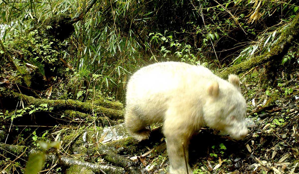 Fue visto un oso panda albino en una reserva china