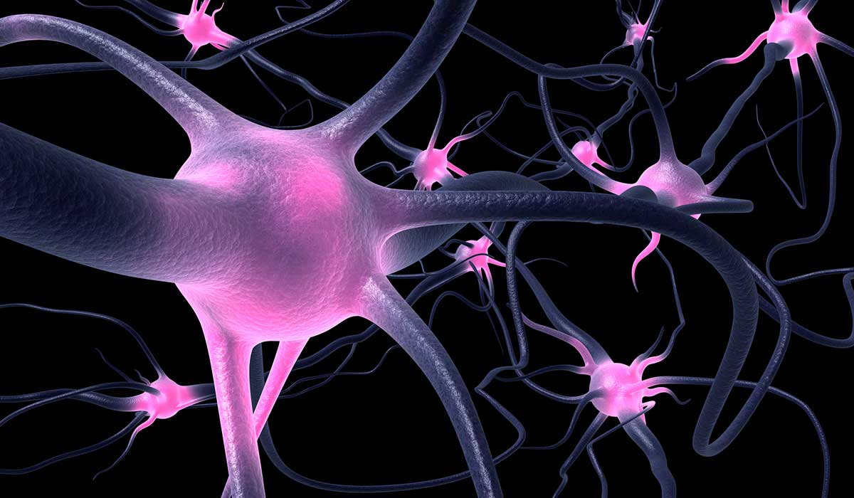 Logran ‘reconectar’ un grupo de neuronas dañadas por una enfermedad neurodegenerativa
