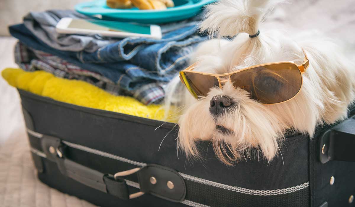 Todo lo que debes saber para viajar con tu mascota en avión y autobús