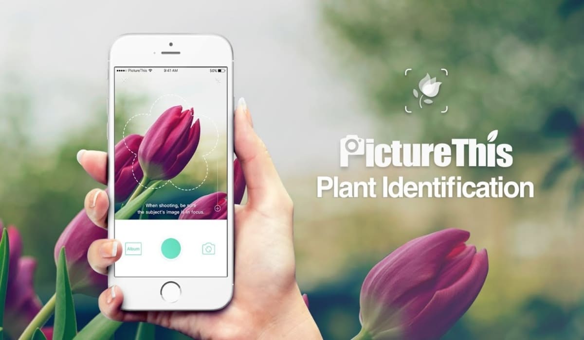 Plant Indentifier, el “shazam de las plantas”: las identifica con solo tomar una foto