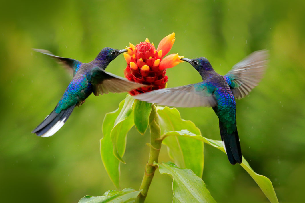 El colibrí