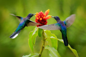 crear jardín para colibríes