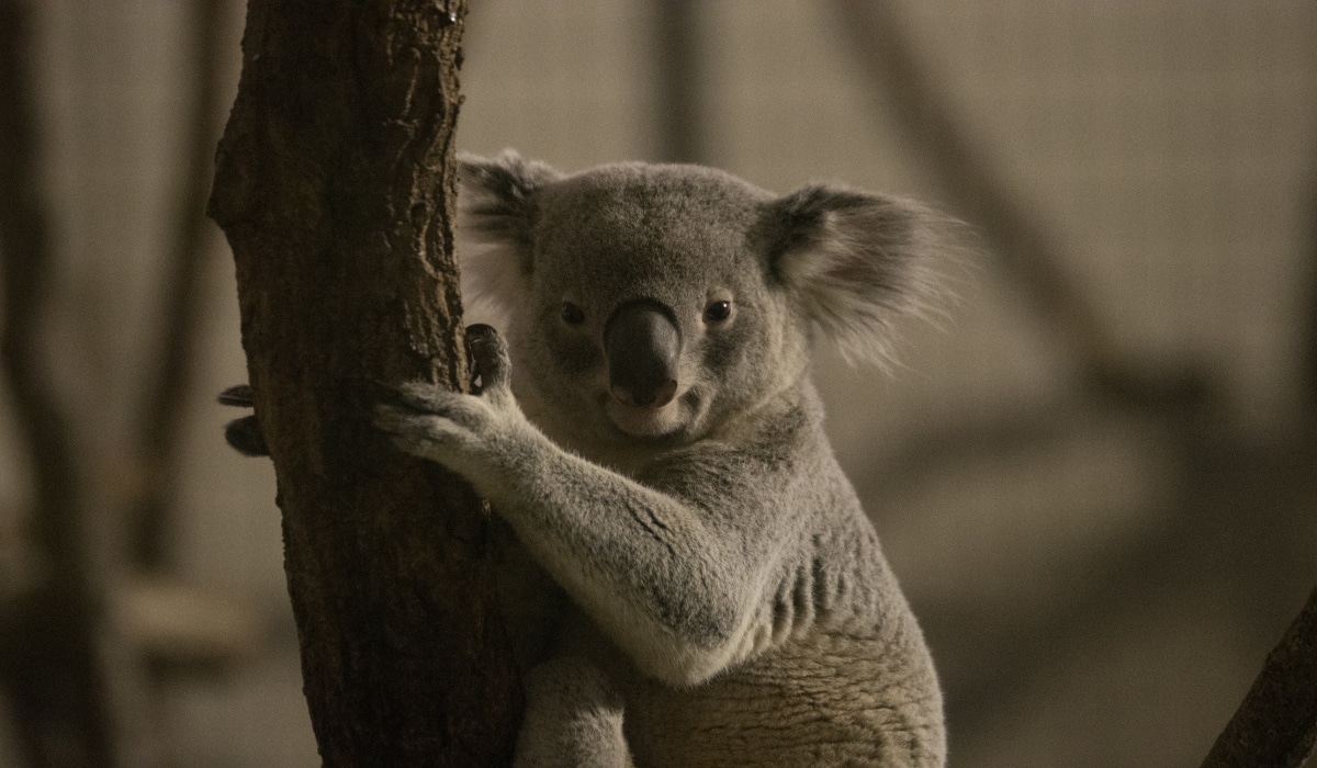 5 programas de voluntariado para ayudar a los koalas