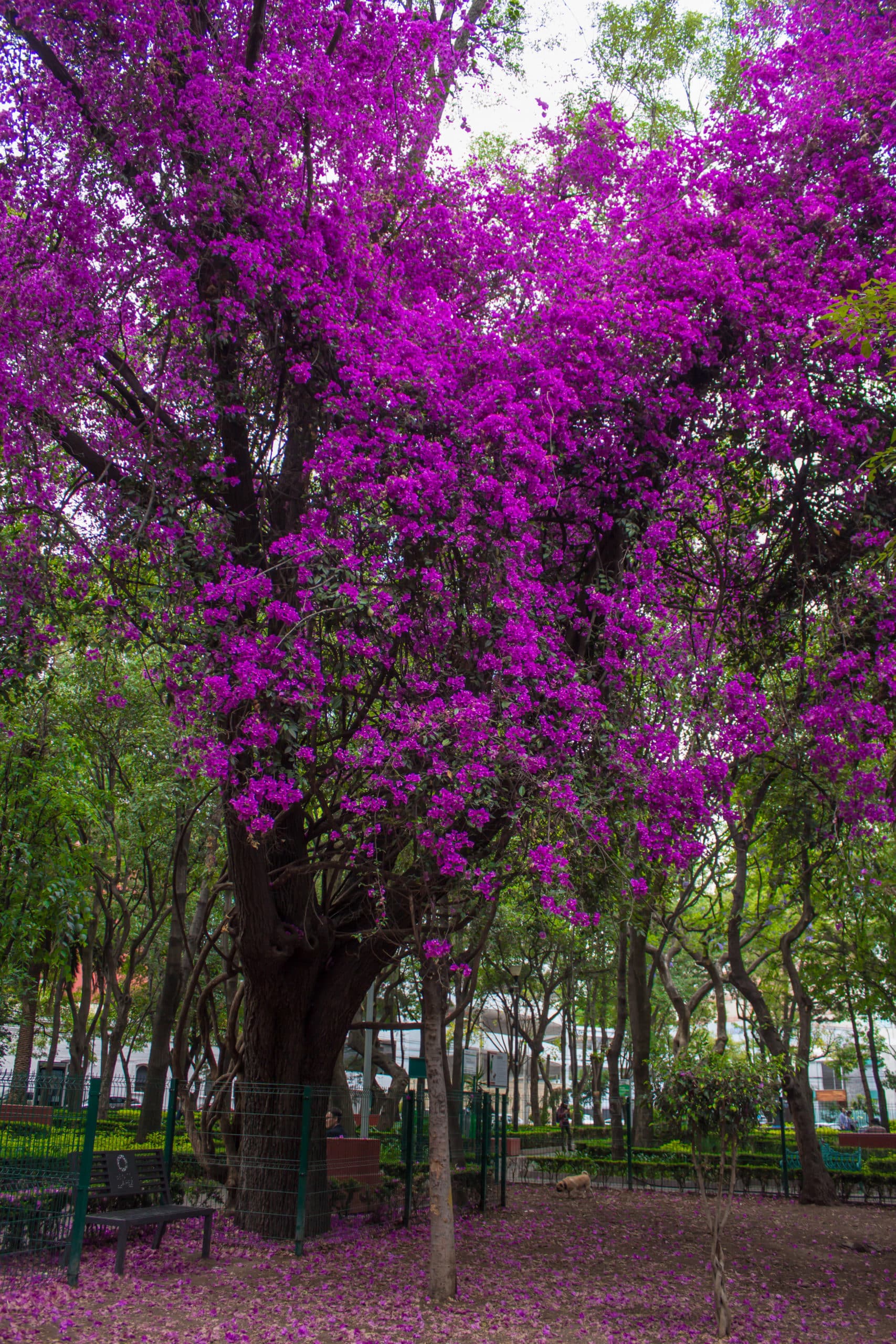 Árboles que dan color a México además de las jacarandas - ¿Ya lo sabías?