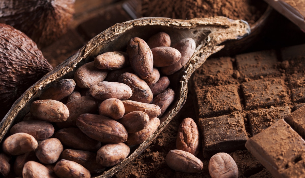 ¿Cuál es la diferencia entre cacao, cocoa y chocolate?