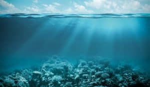 ¿Sabías que los verdaderos pulmones del planeta están en los océanos?