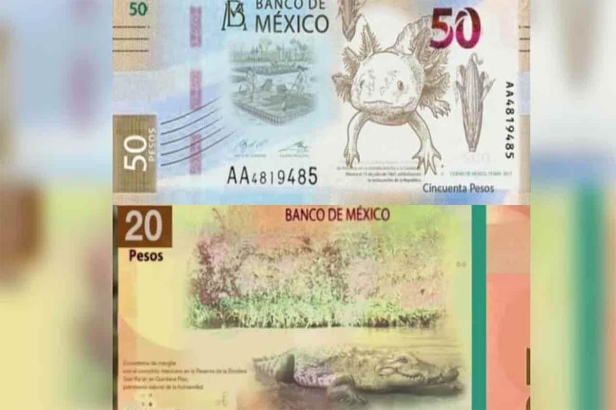 Así serán los nuevos billetes de 20 y 50 pesos