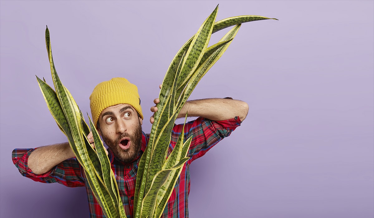 Test: plantas que van de acuerdo a tu personalidad