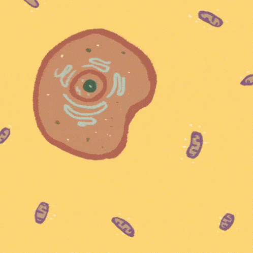 celula mitocondria ejercicio energía