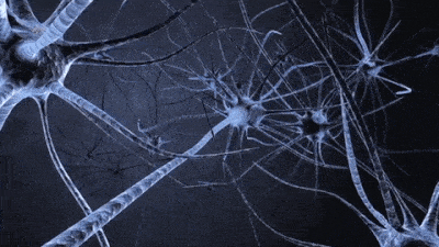 neuronas neurotrofina