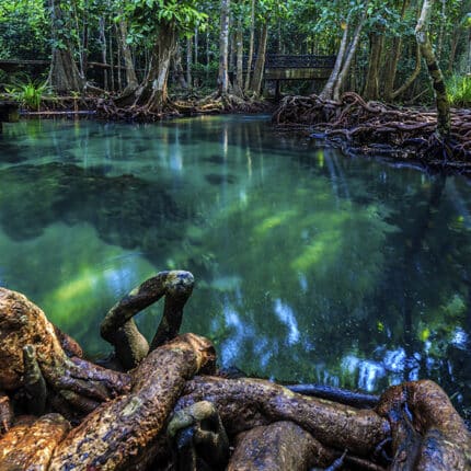 ¿Cuáles son los manglares de México y para qué sirven?