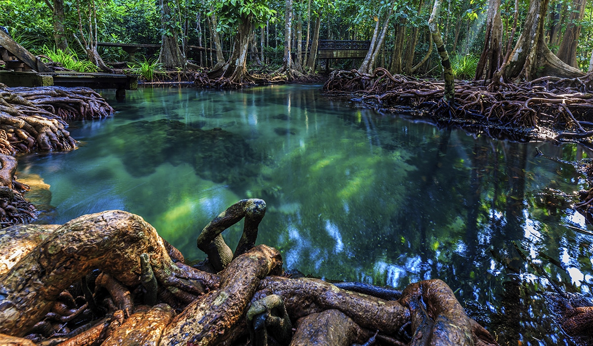¿Cuáles son los manglares de México y para qué sirven?