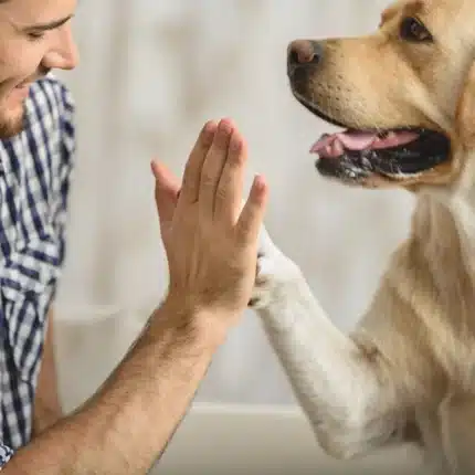 5 cosas que deberías aprender de tu perro