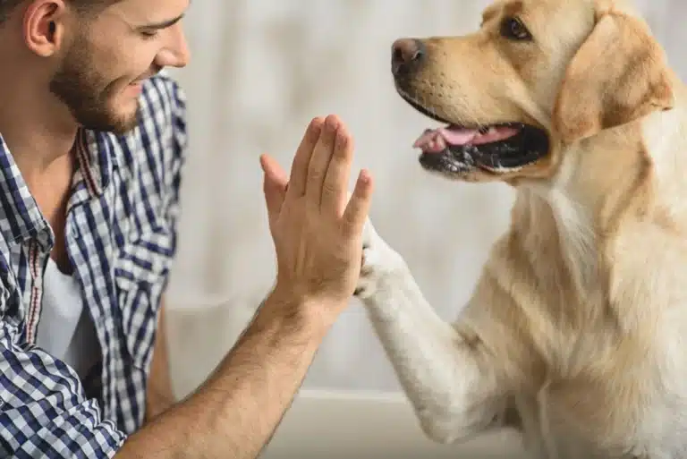cosas que deberías aprender de tu perro