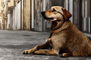 ¿Cómo denunciar casos de maltrato animal en México?