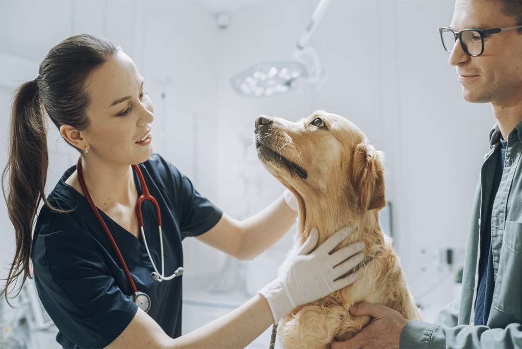 ¿Qué lugares ofrecen atención veterinaria gratis para tu mascota en la CDMX?