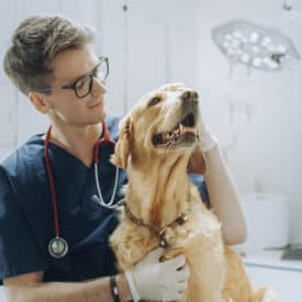 ¿Quieres ser veterinario? Conoce las principales ramas de la veterinaria