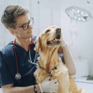 ¿Quieres ser veterinario? Conoce las principales ramas de la veterinaria