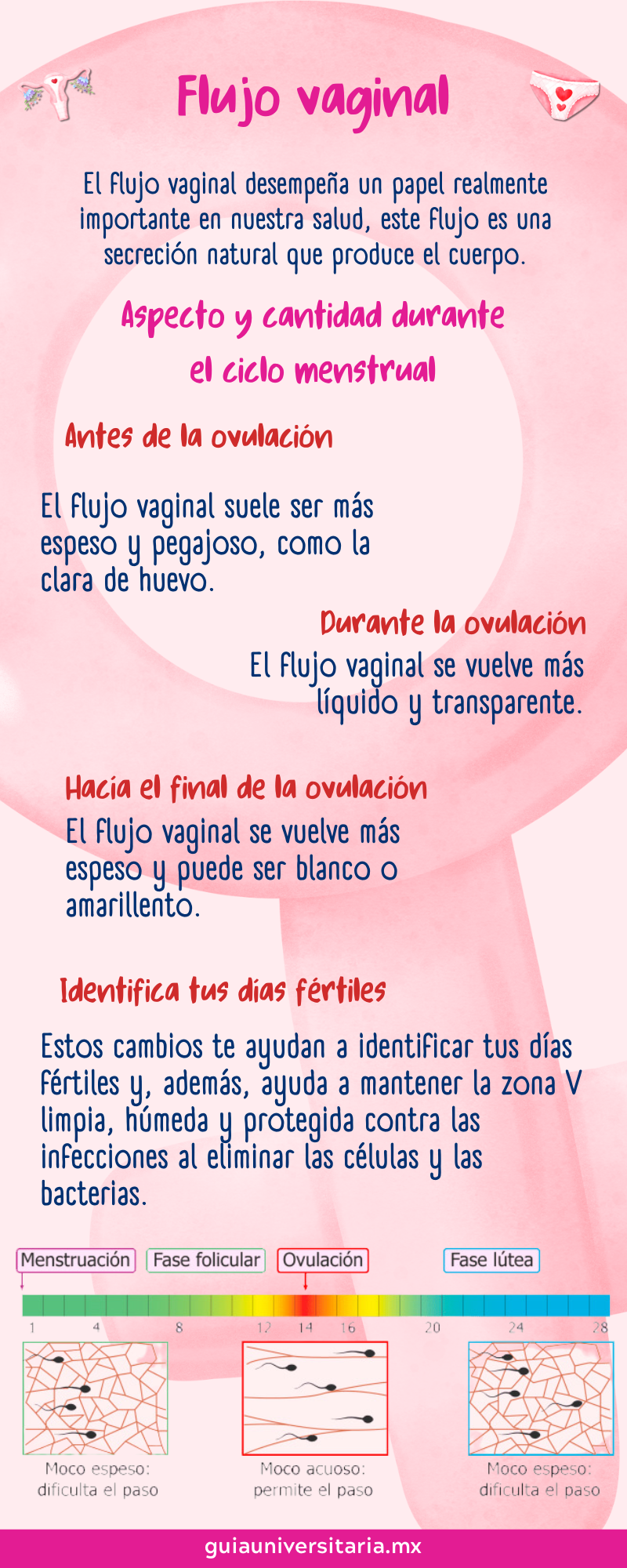 infografía sobre el flujo vaginal durante el ciclo menstrual