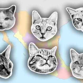 ¿Cómo se dice gato en lenguas indígenas de México? Descúbrelo aquí