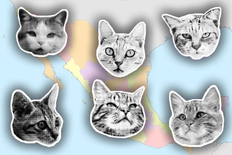 Imagen ilustrativa de un gato rodeado de palabras como miztli, miis y chitú, mostrando cómo se dice gato en distintas lenguas de México