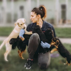 ¿No tienes con quién encargar a tu lomito? Esta universidad cuenta con guardería canina