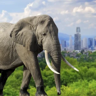 ¿Qué es la Arquitectura Sostenible y por qué crea materiales de construcción que imitan la biología animal?
