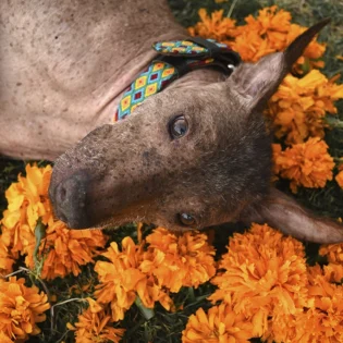 La leyenda xoloitzcuintle: ¿Por qué es el perro guardián del inframundo mexica?
