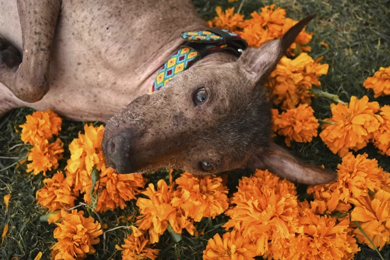 La leyenda xoloitzcuintle como perro guardián del inframundo mexica