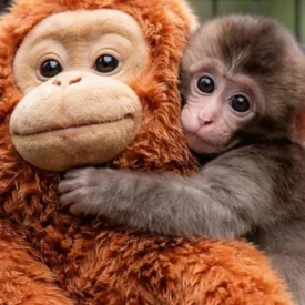 Abrazar un peluche no es un capricho: el caso del mono Punch sobre contención emocional