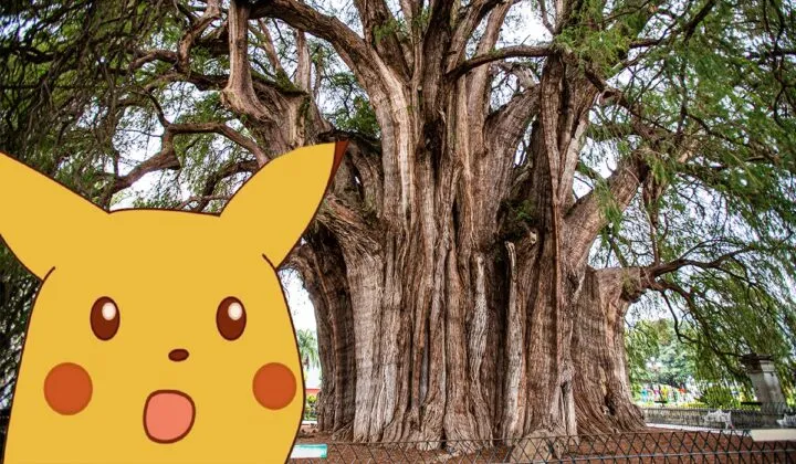 Ahuehuete_ historia y características del nuevo tipo de árbol de Reforma