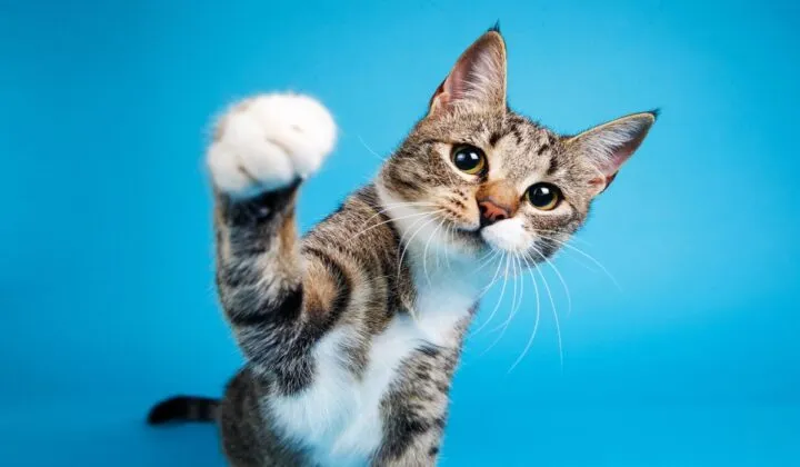 Día Internacional del Gato_ 10 datos curiosos sobre este felino