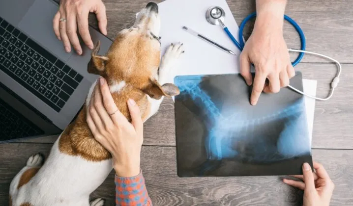 Zootecnia y Veterinaria: ¿en qué se diferencian?